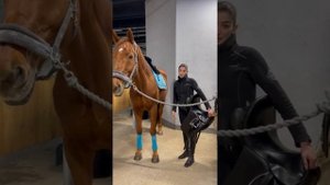 Снаряжение и экипировка лошади