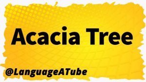 Acacia Tree Pronunciation ⚡️ How To Pronounce Acacia Tree!