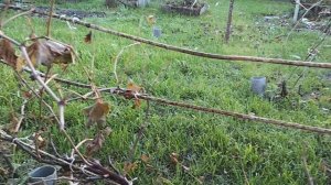 Виноград Подмосковья 30.08.2022, состояние лозы кустов винограда