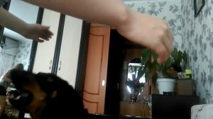 Собака такса защищает хозяина