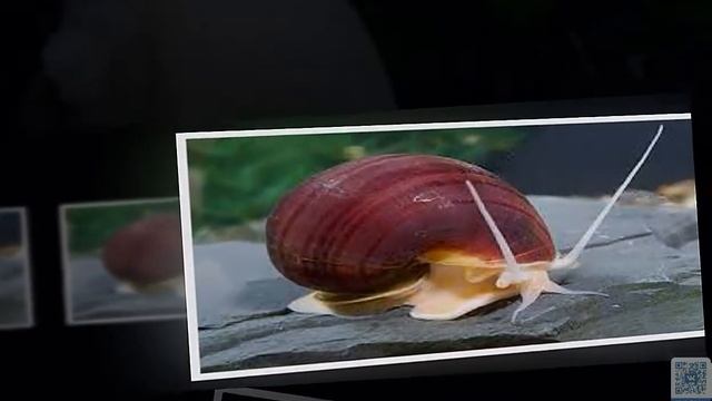 Улитка Ампулярия Pomacea bridgesii смотреть онлайн