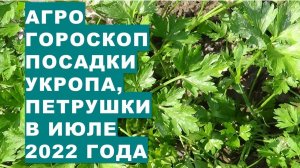 Агрогороскоп посева семян укропа, петрушки в июле 2022 года