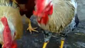 Петухи/Куры породы Юрловская голосистая!