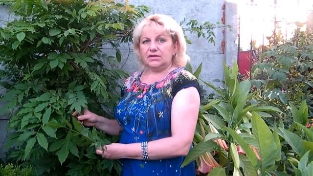 КОГДА ЗАЦВЕТАЕТ ГЛИЦИНИЯ