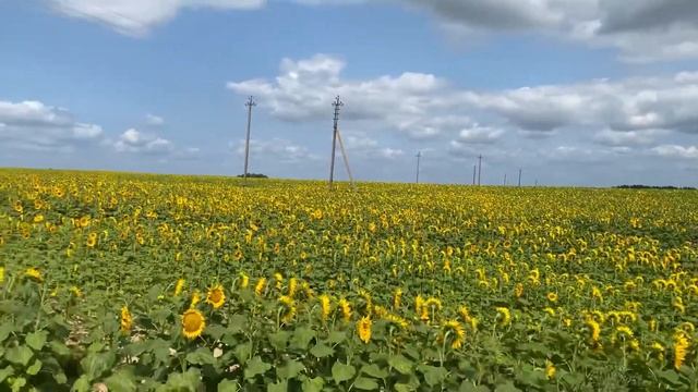 Бескрайнее поле подсолнухов ???? смотреть онлайн