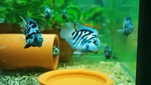 Рыбка мини попугай