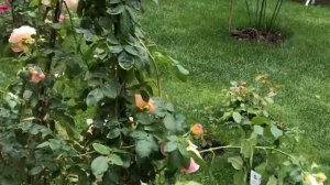 САД РОЗ. ЛУЧШИЙ КАНАЛ О РОЗАХ.