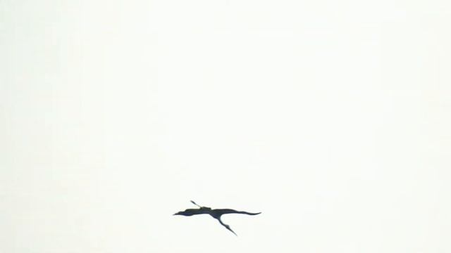 Восточная рифовая цапля Индийский клювач Большая белая цапля смотреть онлайн