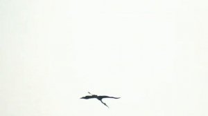 Восточная рифовая цапля Индийский клювач Большая белая цапля