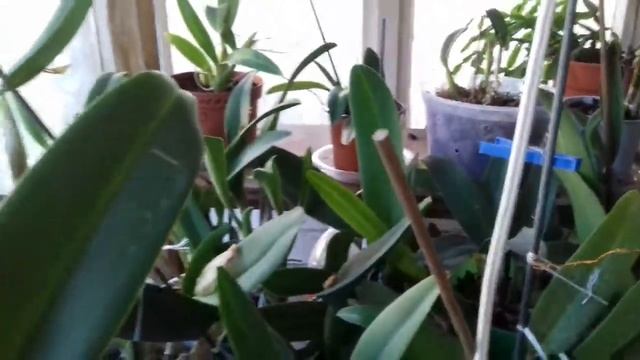 клещ на орхидеях смотреть онлайн