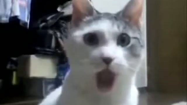 Кот в удивлении смотреть онлайн