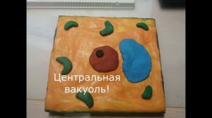 Модель растительной клетки из пластилина!