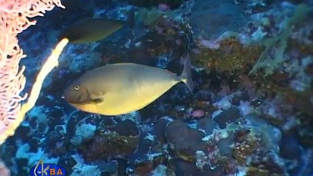 Sleek unicornfish / Рыба-носорог синешипая (Naso hexocantus) смотреть онлайн