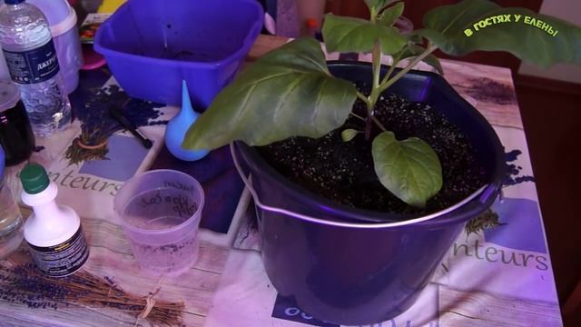 ПЕРЕВАЛКА ПЕРЦА БАКЛАЖАН В БОЛЬШИЕ ЕМКОСТИ ПОЛИВ ,ПОДКОРМКА И Т, Д,2017г смотреть онлайн