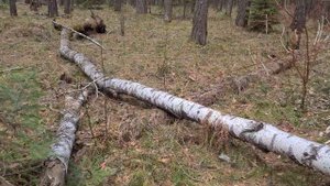Валежник. Собираем правильно. Что является валежником, а что нет?