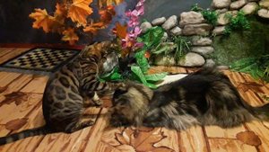 МЕЙН-КУН ОПЯТЬ ДЕРЕТСЯ