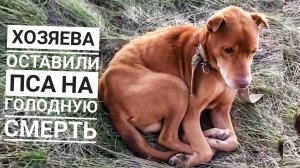 ОТ ПСА ОСТАЛСЯ СКЕЛЕТ?Я В ШОКЕ ОТ УВИДЕННОГО