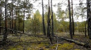 СБОР БЕЛЫХ ГРИБОВ В БЕЛАРУСИ 2021. НАСТОЯЩЕЕ НАШЕСТВИЕ ГРИБОВ.