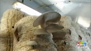 Как вырастить вешенки дома. Жить здорово! Фрагмент выпуска от 04.09.2017