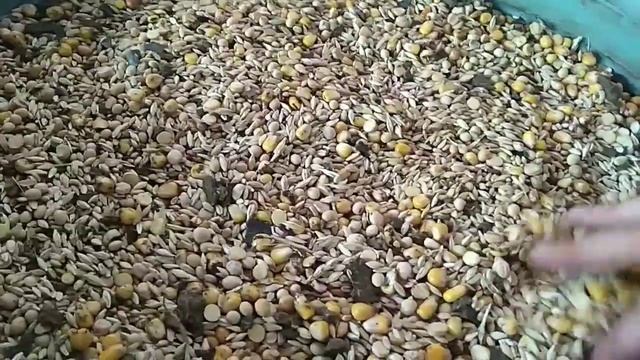 Экструдат для кур-несушек, рецепт, норма кормления, себестоимость.