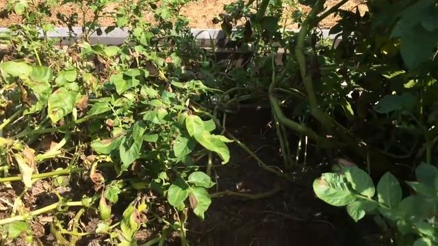 ВЫРАЩИВАНИЕ КАРТОФЕЛЯ от А до Я Проращивание  часть2