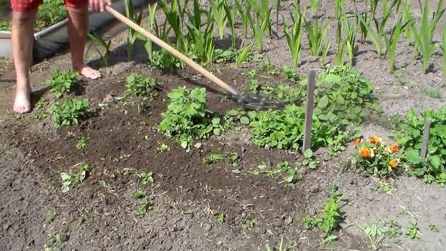 Ручной культиватор. Обзор. Работа культиватором