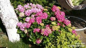 Гортензии садовые макрофилы, как я их выращиваю и ухаживаю.