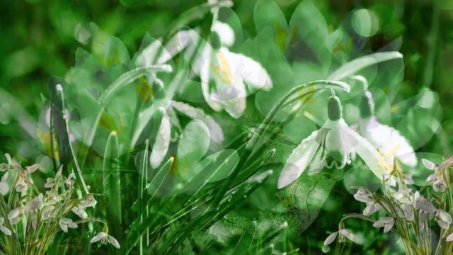 ВЕСНА! ..Есть на свете великая сила! Что лишает покоя и сна... смотреть онлайн