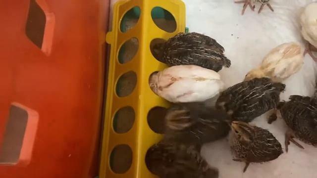 Перепела Техасцы и Фараоны, первые 15 дней жизни в квартите смотреть онлайн