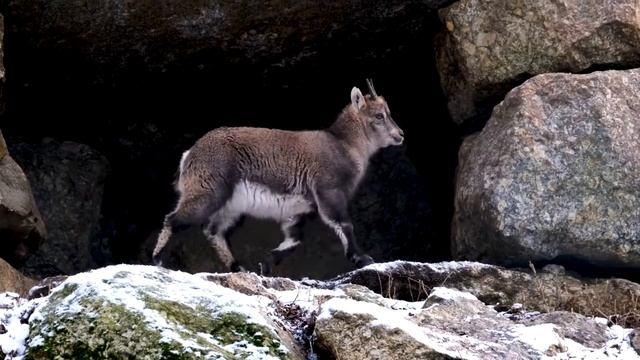 ? Capricorn Videos, Calm Music, Meditation Music, Relaxation Music смотреть онлайн