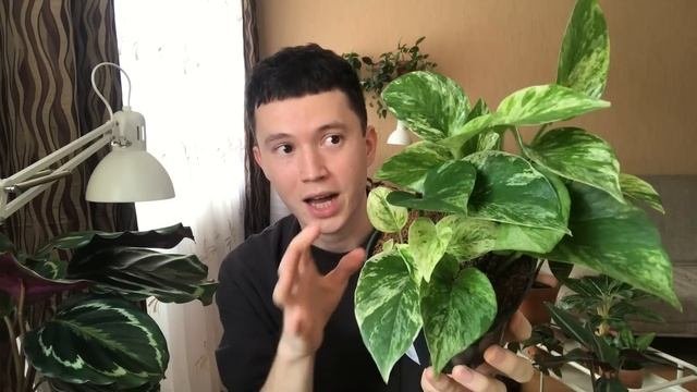 Купил Два Классных Комнатных Растения » Пополнение Коллекции