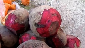 Как сохранить красную свеклу,не имея погреба. Эксперимент.