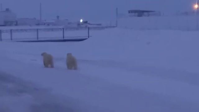 СЕВЕР,ЗИМНИК,ХАРАСАВЭЙ БЕЛЫЕ МЕДВЕДИ ВИДЕО