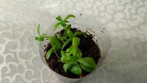 Черенкование флокса растопыренного. Первые корешки через 16 дней
