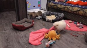 МИНИ  ШПИЦ ПОМЕРАНСКИЙ Медвежата из питомника 2 месяца