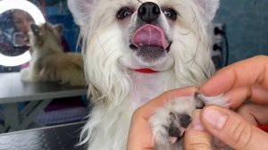 Будни грумера: Как и зачем стричь когти собаке | Ветеринарная клиника "В добрые руки"