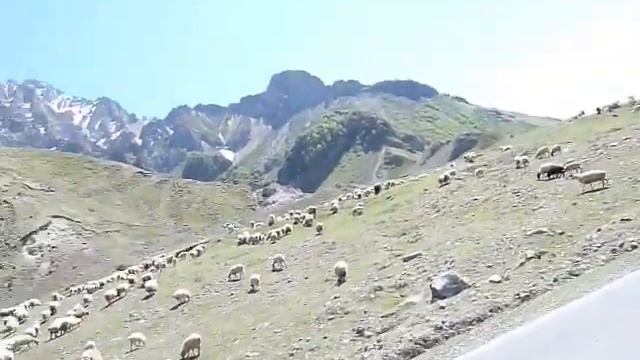 Военно-Грузинская дорога, Барашки переходят дорогу смотреть онлайн