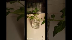 Черенкование томата зимой. Сорт Каменный цветок.