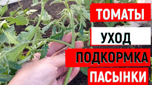 #томаты ТОМАТЫ УХОД ПОДКОРМКА ПАСЫНКИ #помидоры#помидорки#пасынки#помидорыуход#помидорыподкормка#пом