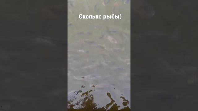 Сколько рыбы #shorts #рыба смотреть онлайн