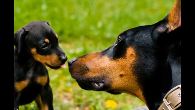 5 пород самых умных собак