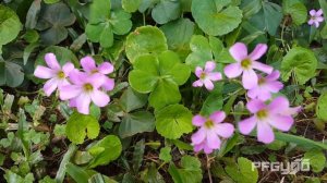 Purple Little Flowers [HD]