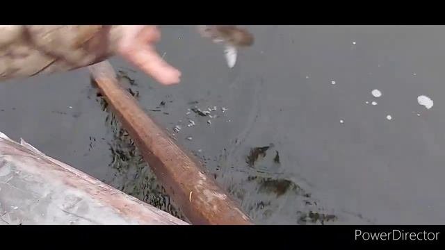 Октябрь осень на Енисее снимаем сети 30 ки на плотву.