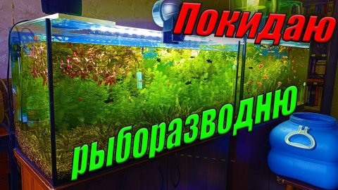 Покидаю рыборазводню! Рыбки остаются голодные!