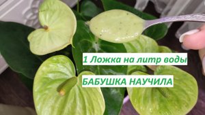Волшебным секретом быстрого роста АНТУРИУМА никто не поделился, а бабушка раскрыла секрет