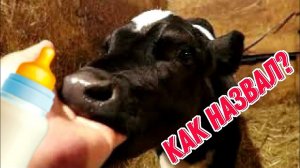КАК НАЗВАЛ БЫЧКА