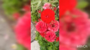 Как цветут розы Лиола,Грациоза Мари Каролайн, Кордес Юбилей у меня на даче