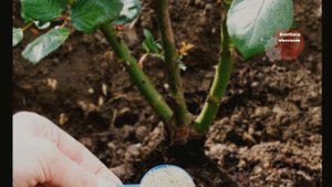 ВСЕГО ОДНА СТОЛОВАЯ ЛОЖКА ЭТОГО УДОБРЕНИЯ,ЗНАЧИТЕЛЬНО УВЕЛИЧИТ УРОЖАЙ В СЛЕДУЮЩЕМ ГОДУ.КАЛИМАГНЕЗИЯ