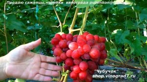 Дарвика- виноград с очень ранним сроком созревания, крупной гроздью и ягодой. (Пузенко Наталья)
