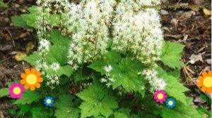 Тиарелла сердцелистная. Краткий обзор, описание характеристик tiarella cordyfolia